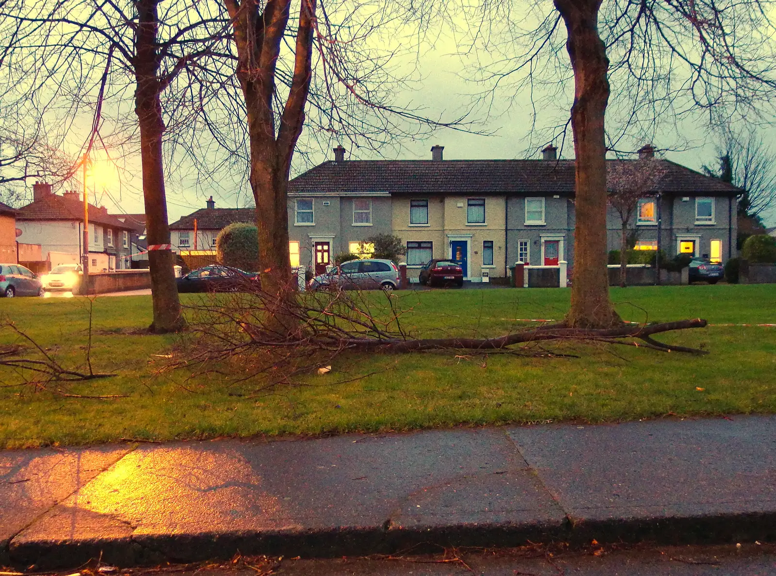 The tree branch that had taken down the overheads, from Dun Laoghaire and an Electrical Disaster, Monkstown, County Dublin, Ireland - 4th January 2014