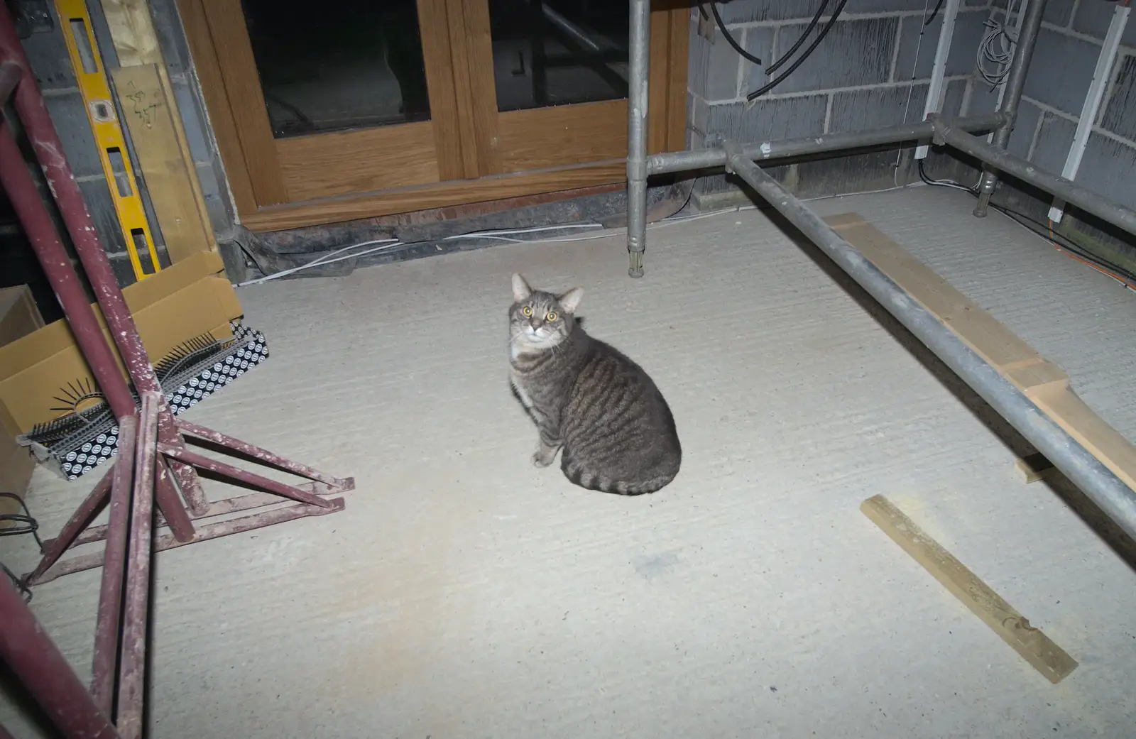 Boris - Stripey Cat - looks worried, from The BBs Photo Shoot, BOCM Pauls Pavilion, Burston, Norfolk - 12th January 2014