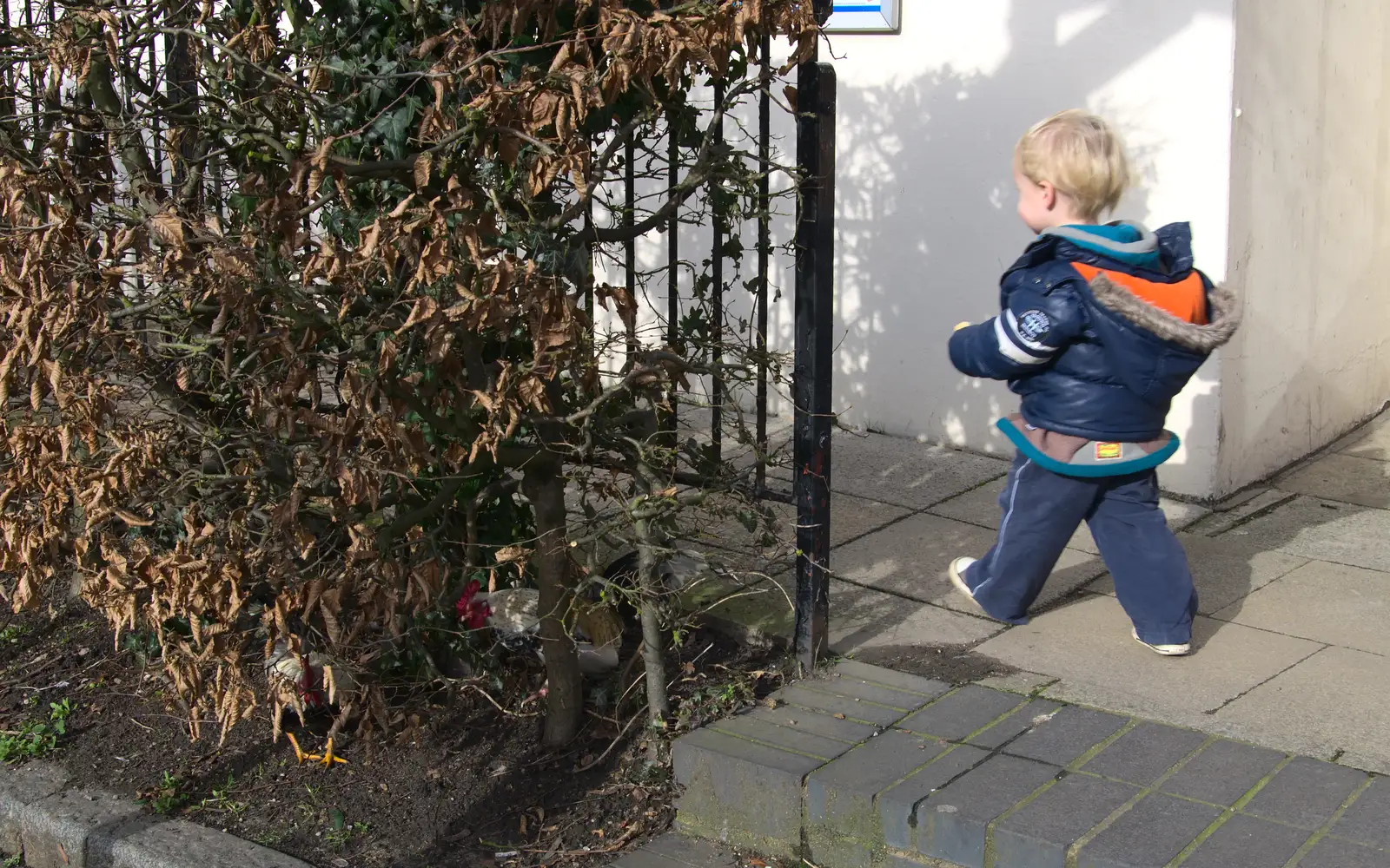 Harry escapes, from A Night at the Bank, and a Building Update, Brome and Eye, Suffolk - 7th February 2014