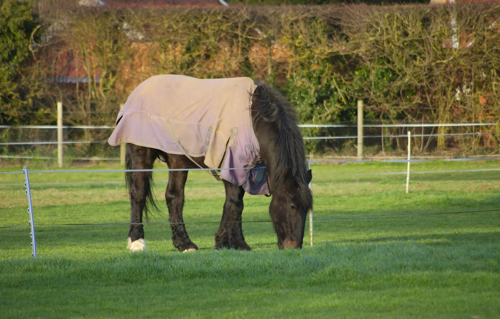 A shaggy Chinner eats grass, from A Trip to see Chinner, Brome, Suffolk - 22nd April 2014