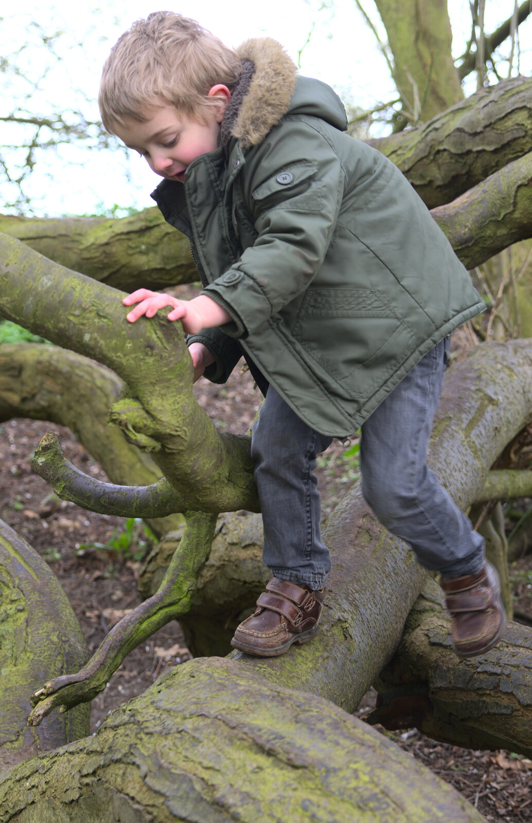 Climbing in the climbey tree from A Trip to Orford Castle, Orford, Suffolk - 2nd March 2014