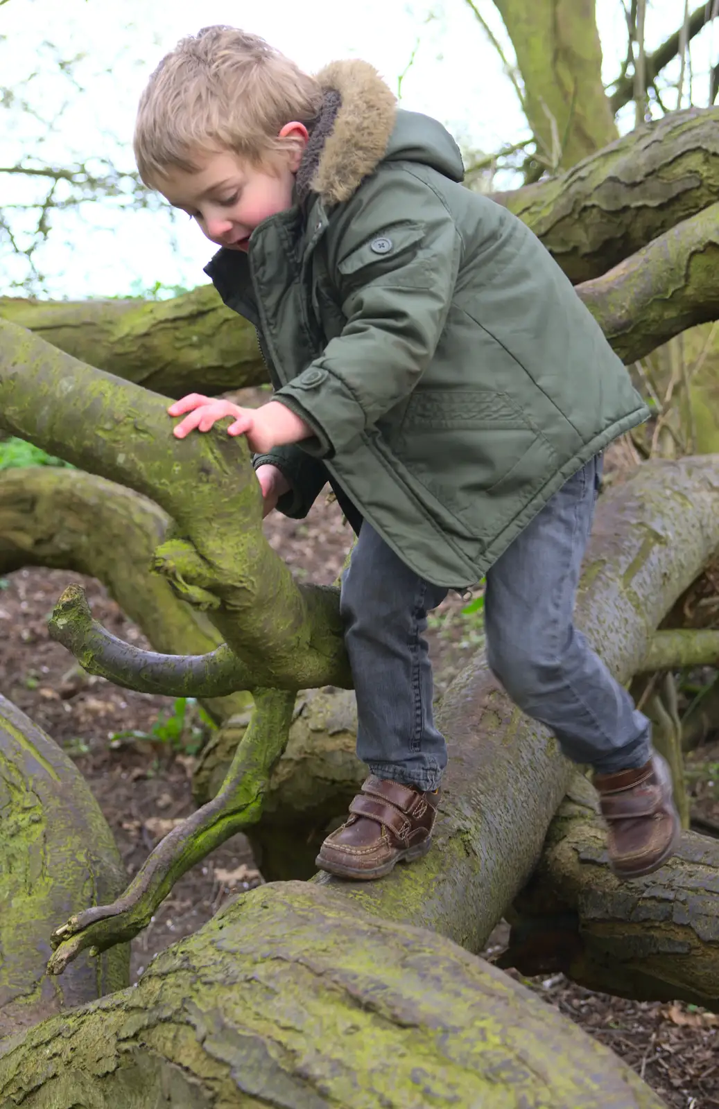 Climbing in the climbey tree, from A Trip to Orford Castle, Orford, Suffolk - 2nd March 2014