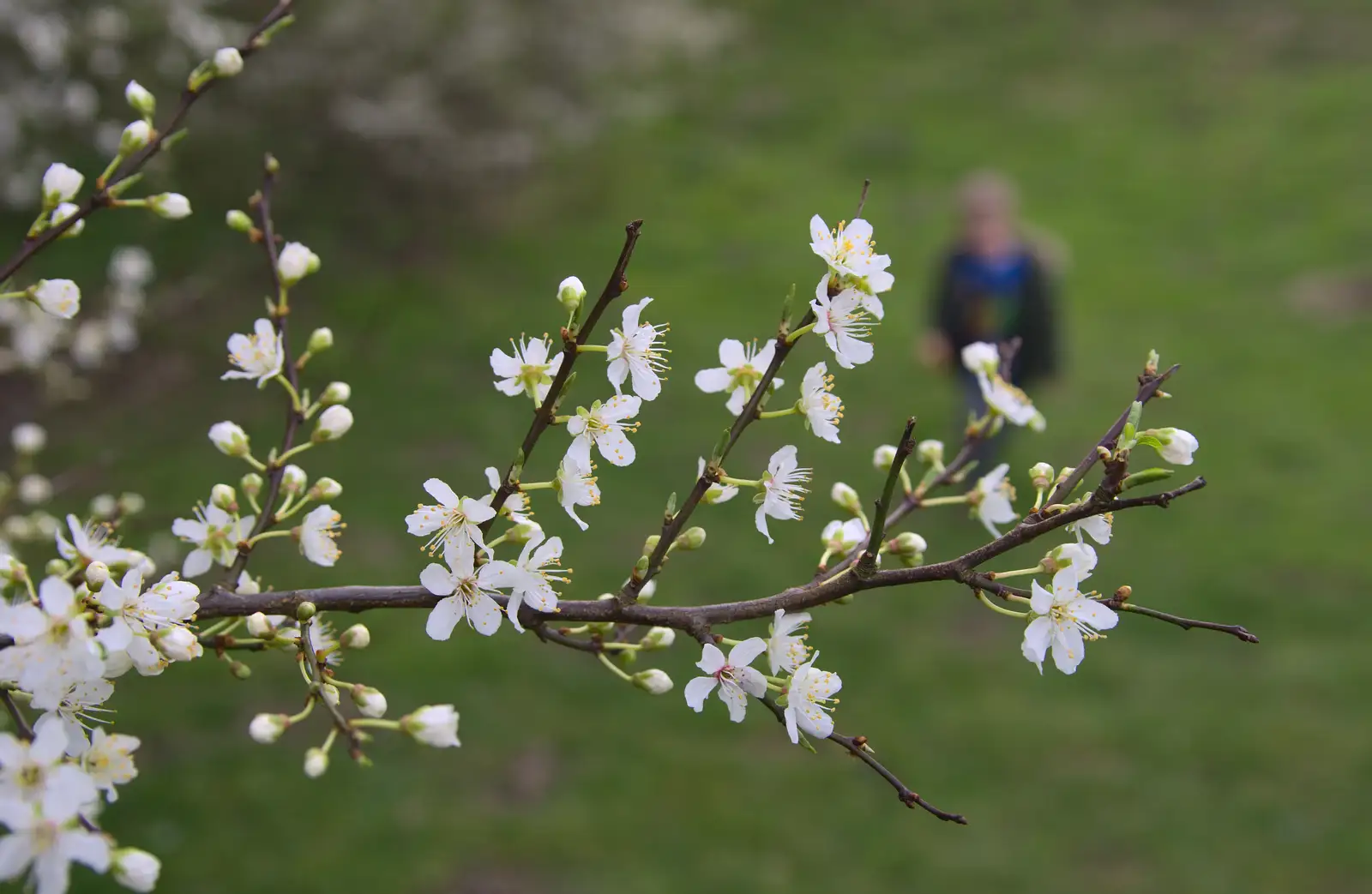 Some blossom is out, from A Trip to Orford Castle, Orford, Suffolk - 2nd March 2014