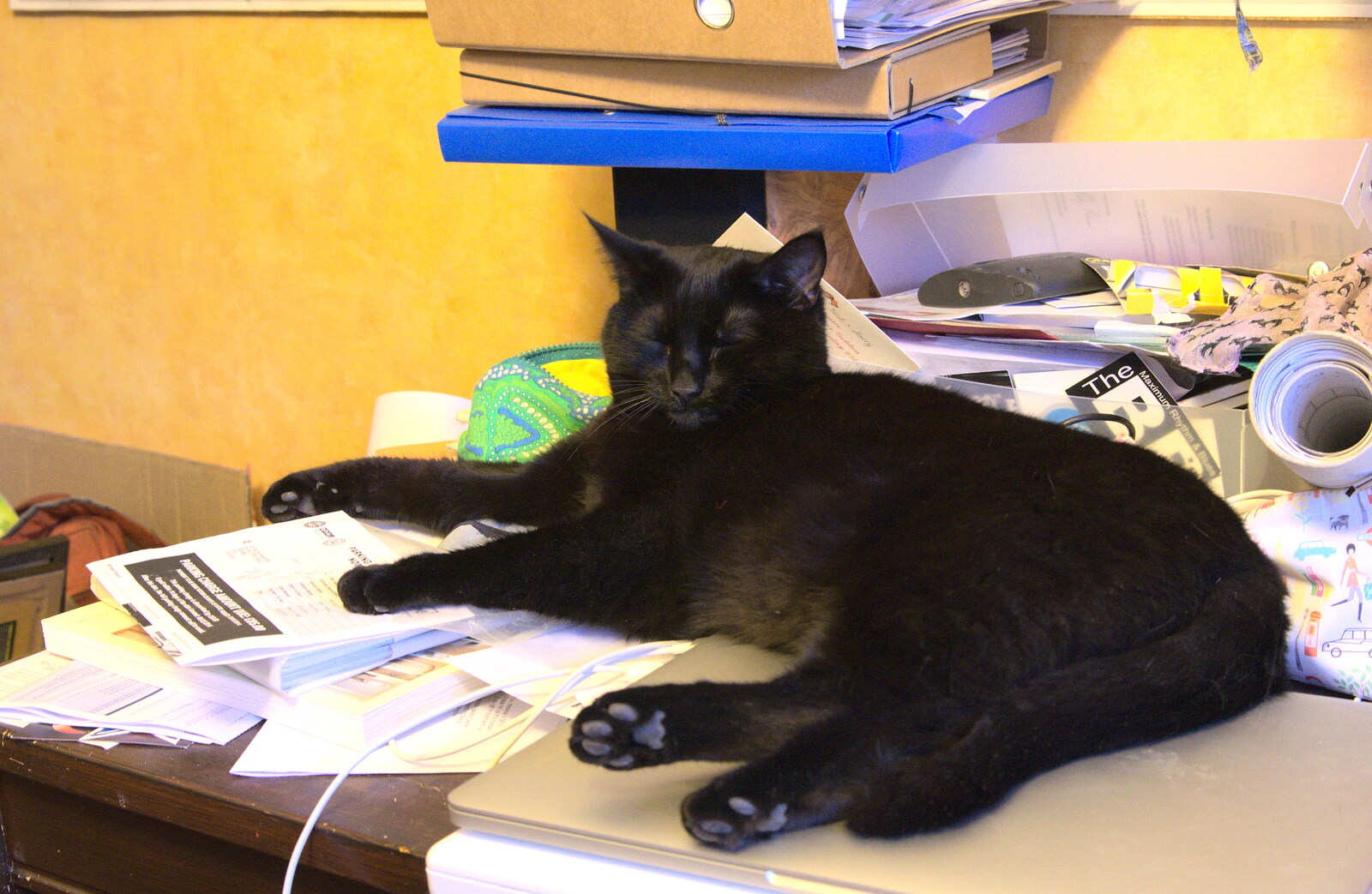 Millie the Mooch sleeps on a laptop from Building Progress: Electrical Second Fixing, Brome, Suffolk - 4th March 2014