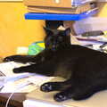 Millie the Mooch sleeps on a laptop, Building Progress: Electrical Second Fixing, Brome, Suffolk - 4th March 2014