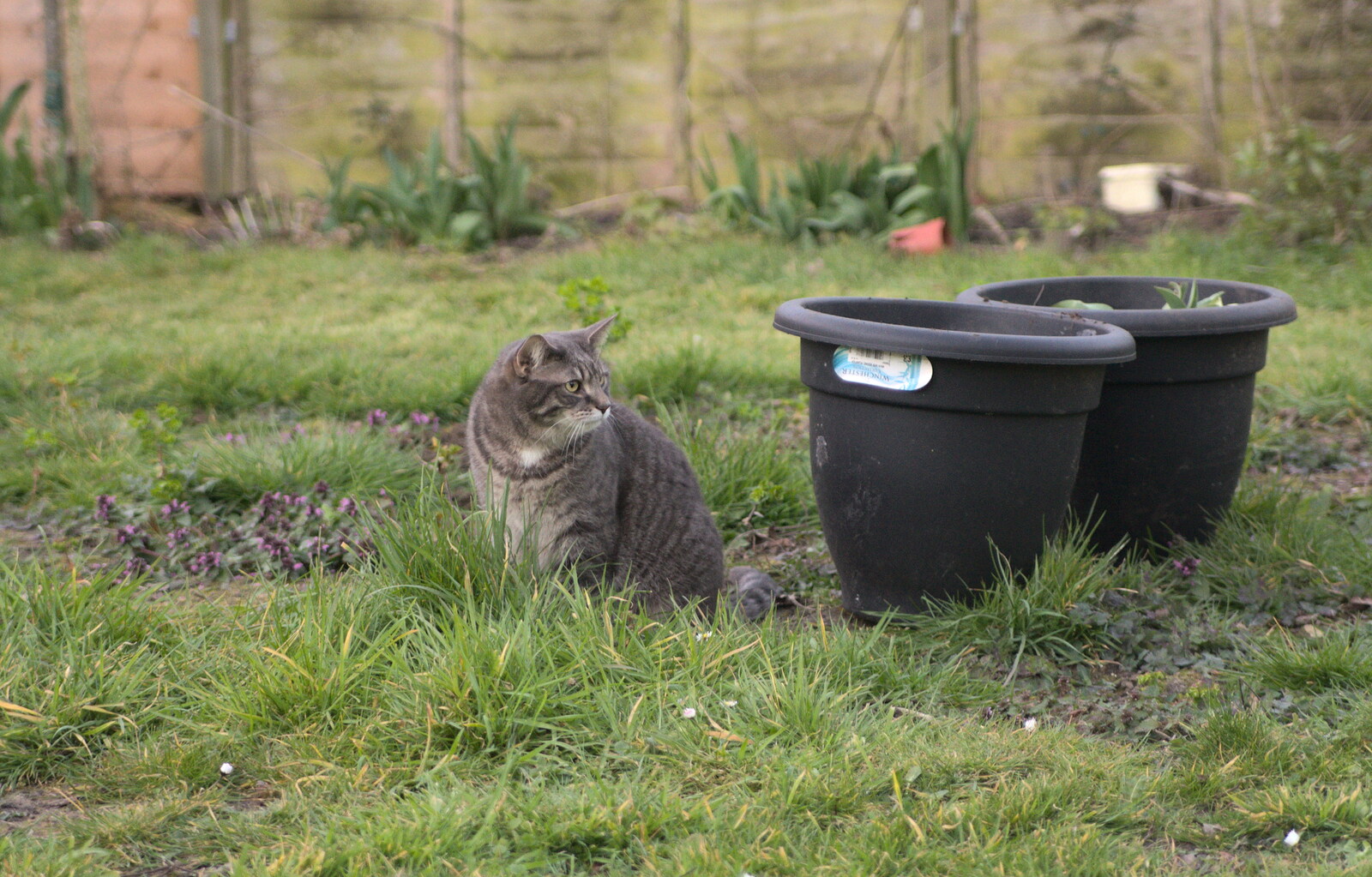 Boris - Stripey Cat - looks around from Emily Comes to Visit, Brome, Suffolk - 15th March 2014