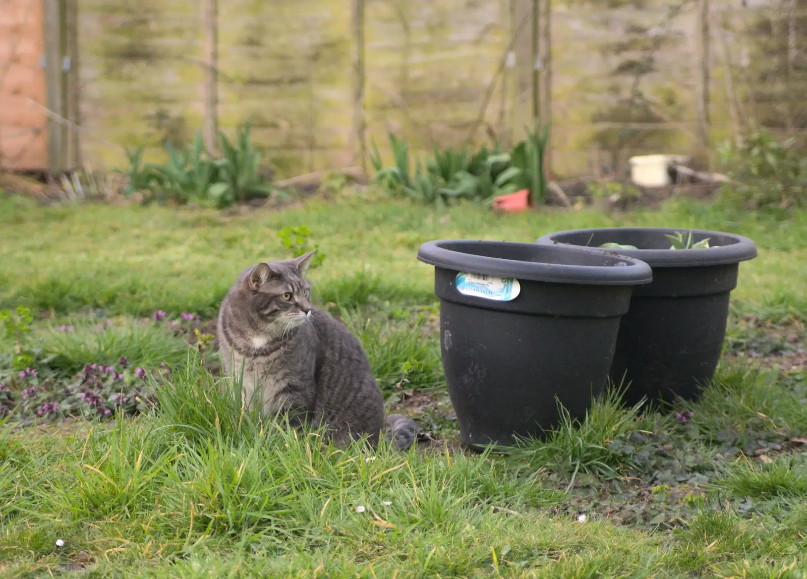 Boris - Stripey Cat - looks around, from Emily Comes to Visit, Brome, Suffolk - 15th March 2014