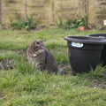 Boris - Stripey Cat - looks around, Emily Comes to Visit, Brome, Suffolk - 15th March 2014