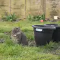 Boris - Stripey Cat - looks around, Emily Comes to Visit, Brome, Suffolk - 15th March 2014