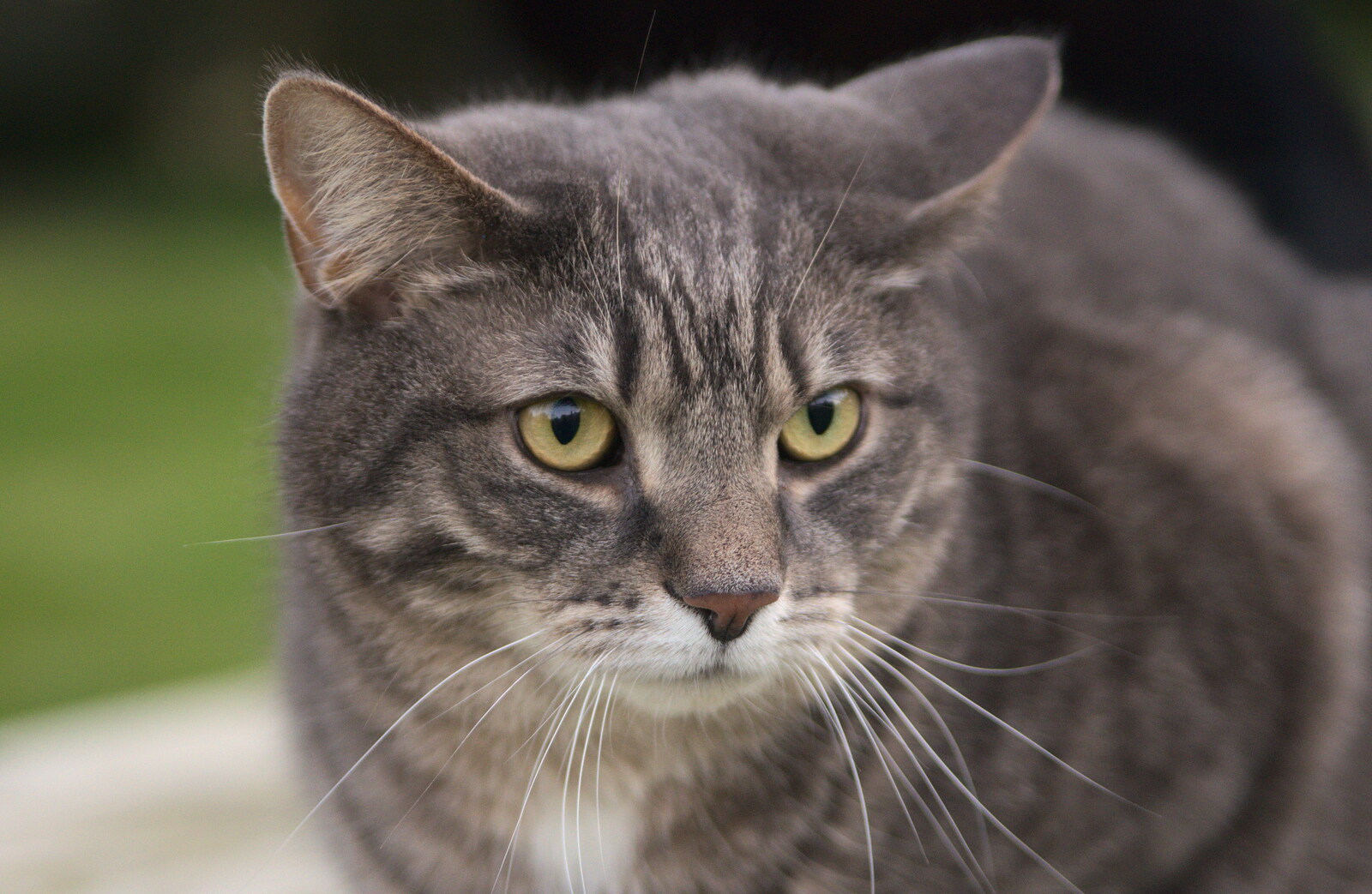 Boris - stripey cat from Emily Comes to Visit, Brome, Suffolk - 15th March 2014
