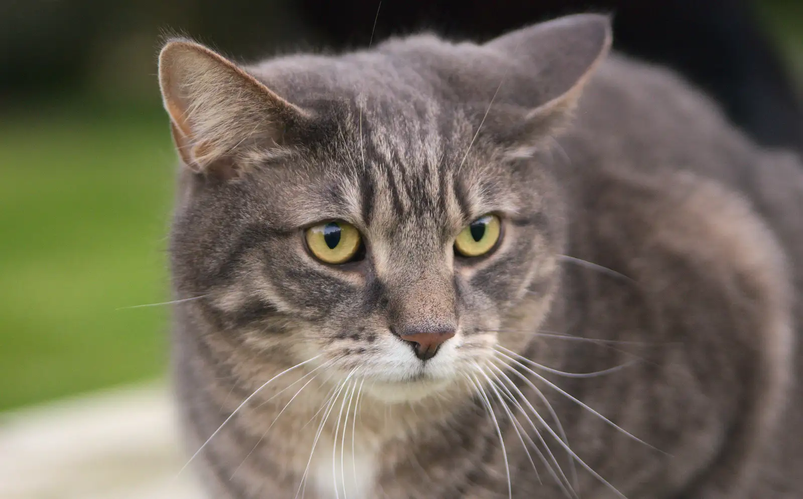 Boris - stripey cat, from Emily Comes to Visit, Brome, Suffolk - 15th March 2014