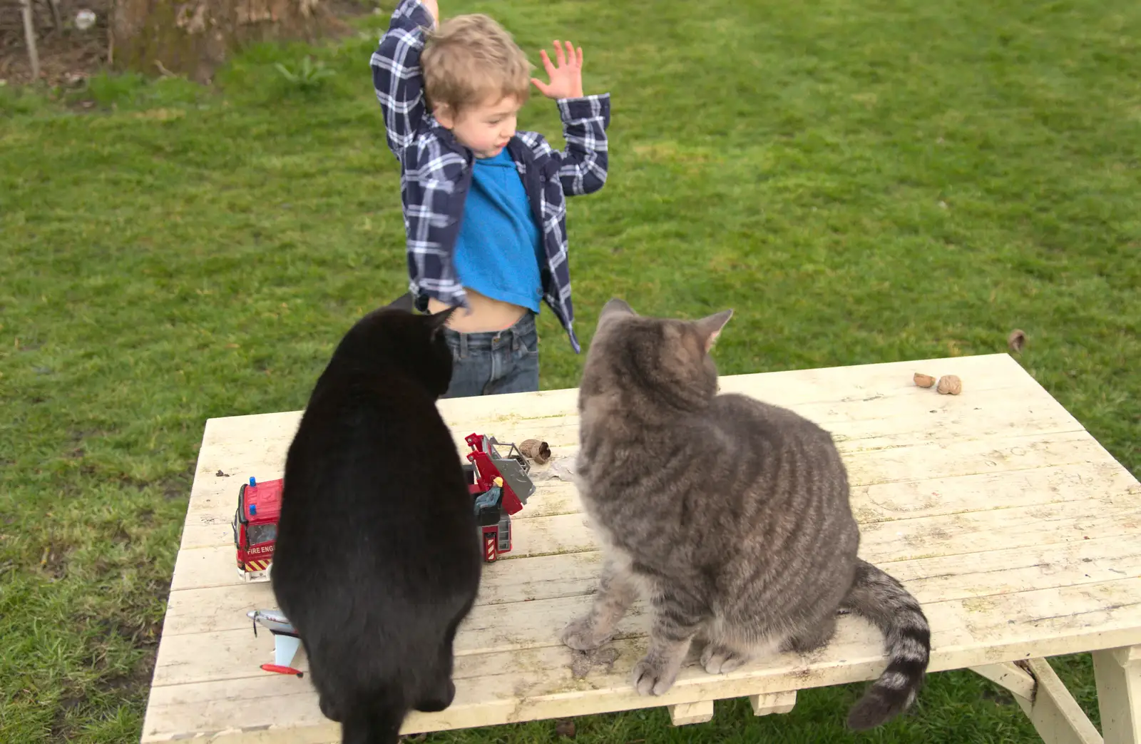 Both cats are on the table, from Emily Comes to Visit, Brome, Suffolk - 15th March 2014