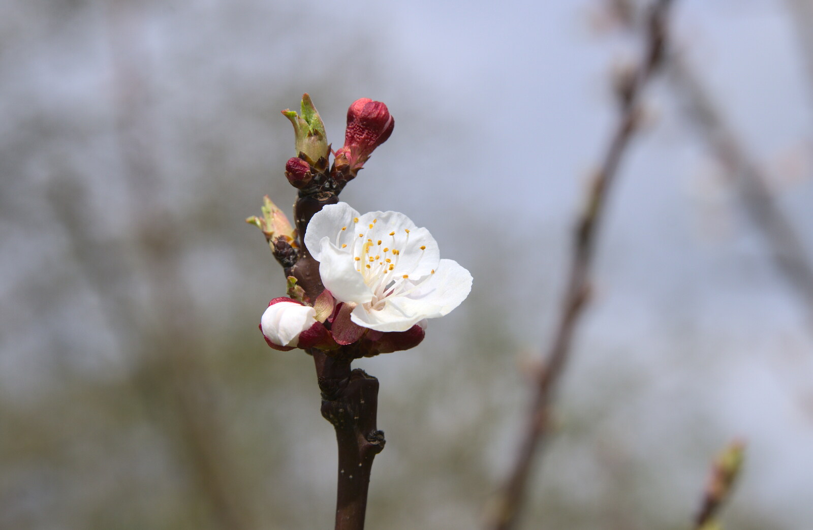 Opening blossom on an Apricot tree from Isobel's Fun Run, Hartismere High, Eye, Suffolk - 23rd March 2014