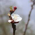 Opening blossom on an Apricot tree, Isobel's Fun Run, Hartismere High, Eye, Suffolk - 23rd March 2014