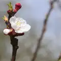 Opening blossom on an Apricot tree, Isobel's Fun Run, Hartismere High, Eye, Suffolk - 23rd March 2014