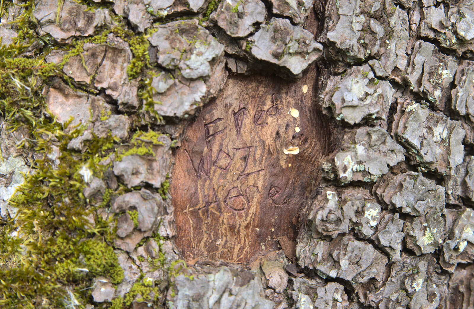 Isobel's handi-work in a tree from On Being Two: Harry's Birthday, Brome, Suffolk - 28th March 2014