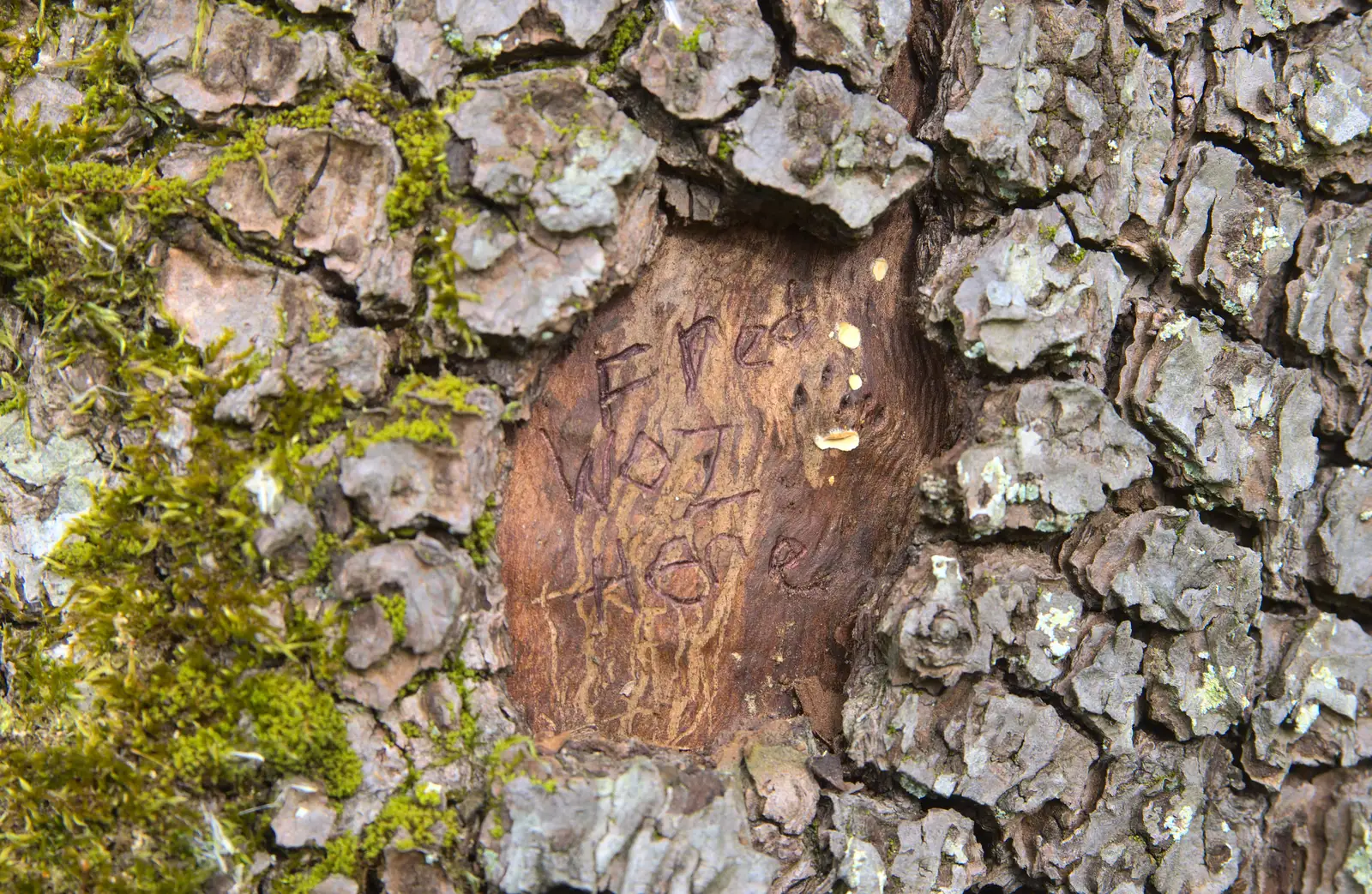 Isobel's handi-work in a tree, from On Being Two: Harry's Birthday, Brome, Suffolk - 28th March 2014