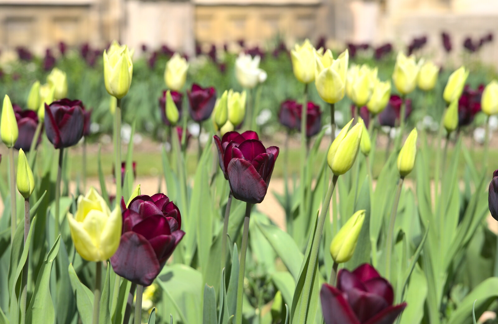 Spectacular tulips are in full bloom from A Trip to Audley End House, Saffron Walden, Essex - 16th April 2014