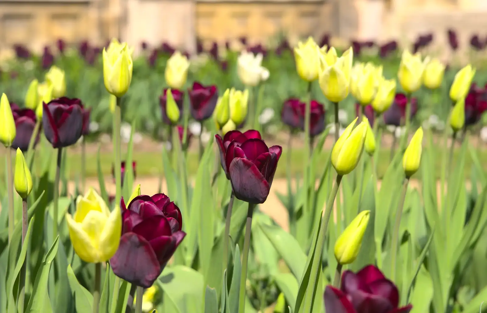 Spectacular tulips are in full bloom, from A Trip to Audley End House, Saffron Walden, Essex - 16th April 2014