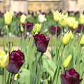 Spectacular tulips are in full bloom, A Trip to Audley End House, Saffron Walden, Essex - 16th April 2014
