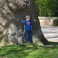 Fred hides in a tree, A Trip to Audley End House, Saffron Walden, Essex - 16th April 2014