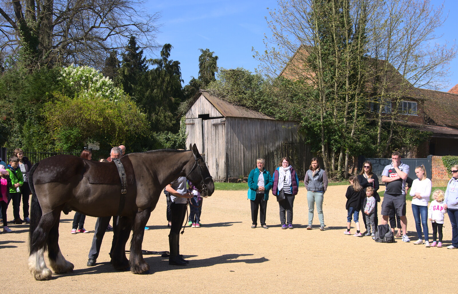 Bob the heavy horse comes out for a show from A Trip to Audley End House, Saffron Walden, Essex - 16th April 2014
