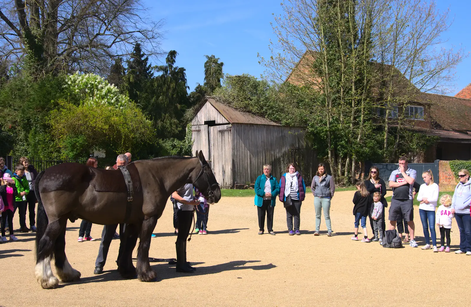 Bob the heavy horse comes out for a show, from A Trip to Audley End House, Saffron Walden, Essex - 16th April 2014