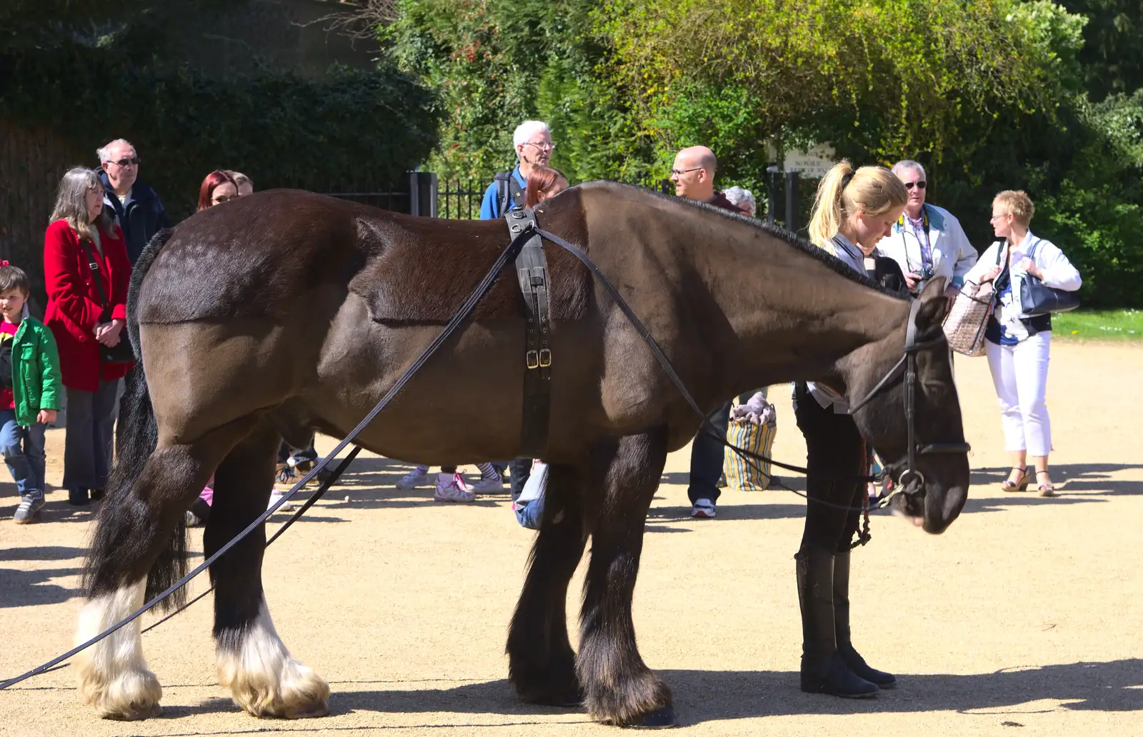 Bob the horse, from A Trip to Audley End House, Saffron Walden, Essex - 16th April 2014