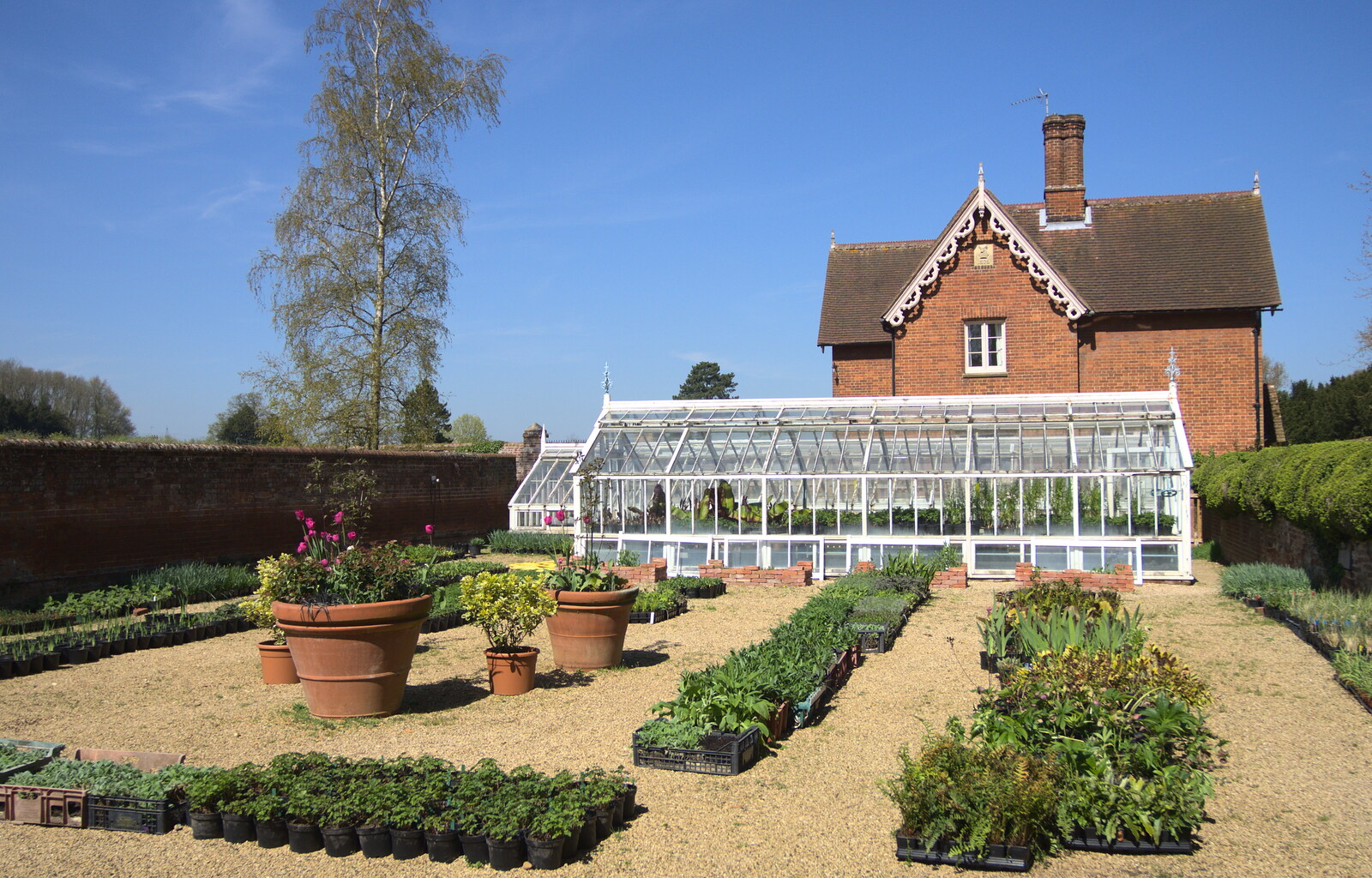 A greenhouse and a load of plants laid out from A Trip to Audley End House, Saffron Walden, Essex - 16th April 2014