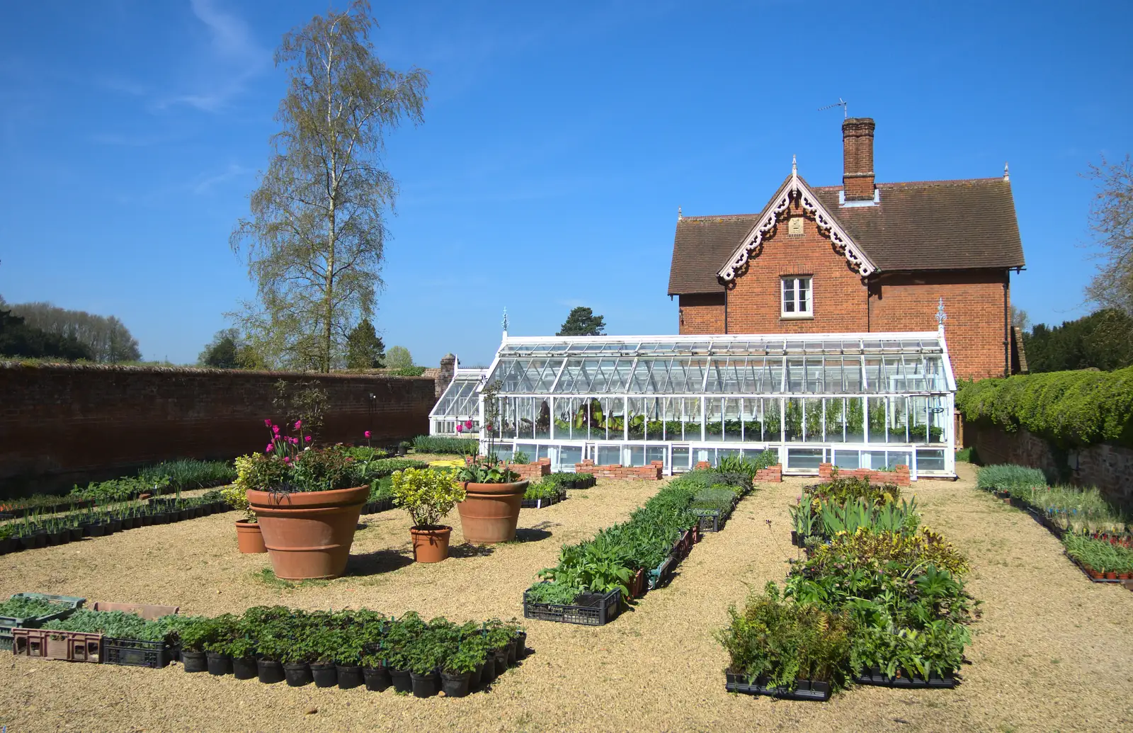 A greenhouse and a load of plants laid out, from A Trip to Audley End House, Saffron Walden, Essex - 16th April 2014