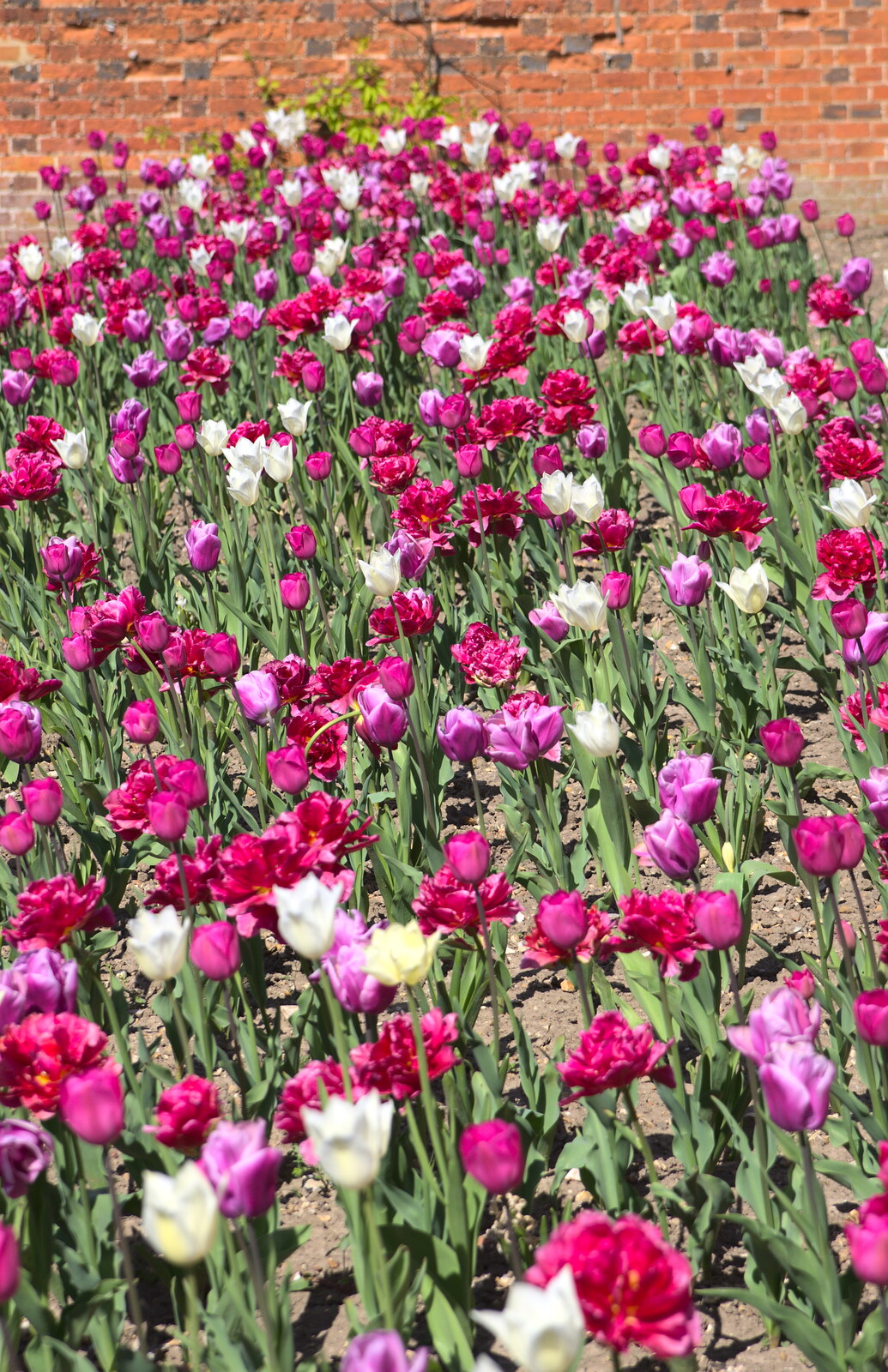 A bed of vivid tulips from A Trip to Audley End House, Saffron Walden, Essex - 16th April 2014