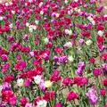 A bed of vivid tulips, A Trip to Audley End House, Saffron Walden, Essex - 16th April 2014