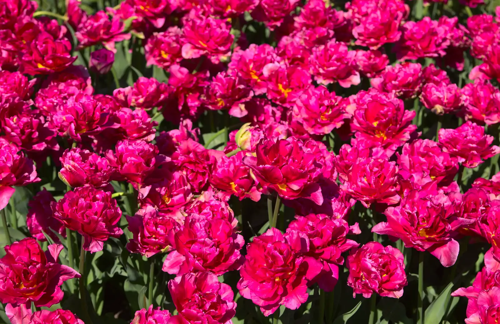 More pink flowers, from A Trip to Audley End House, Saffron Walden, Essex - 16th April 2014