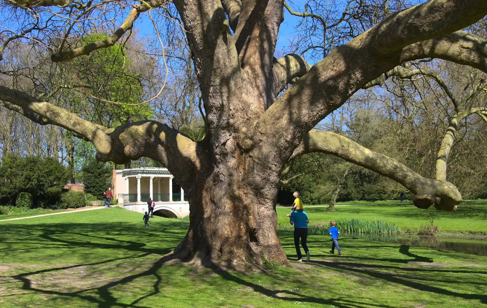 A nice spreading tree, from A Trip to Audley End House, Saffron Walden, Essex - 16th April 2014