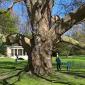 A nice spreading tree, A Trip to Audley End House, Saffron Walden, Essex - 16th April 2014