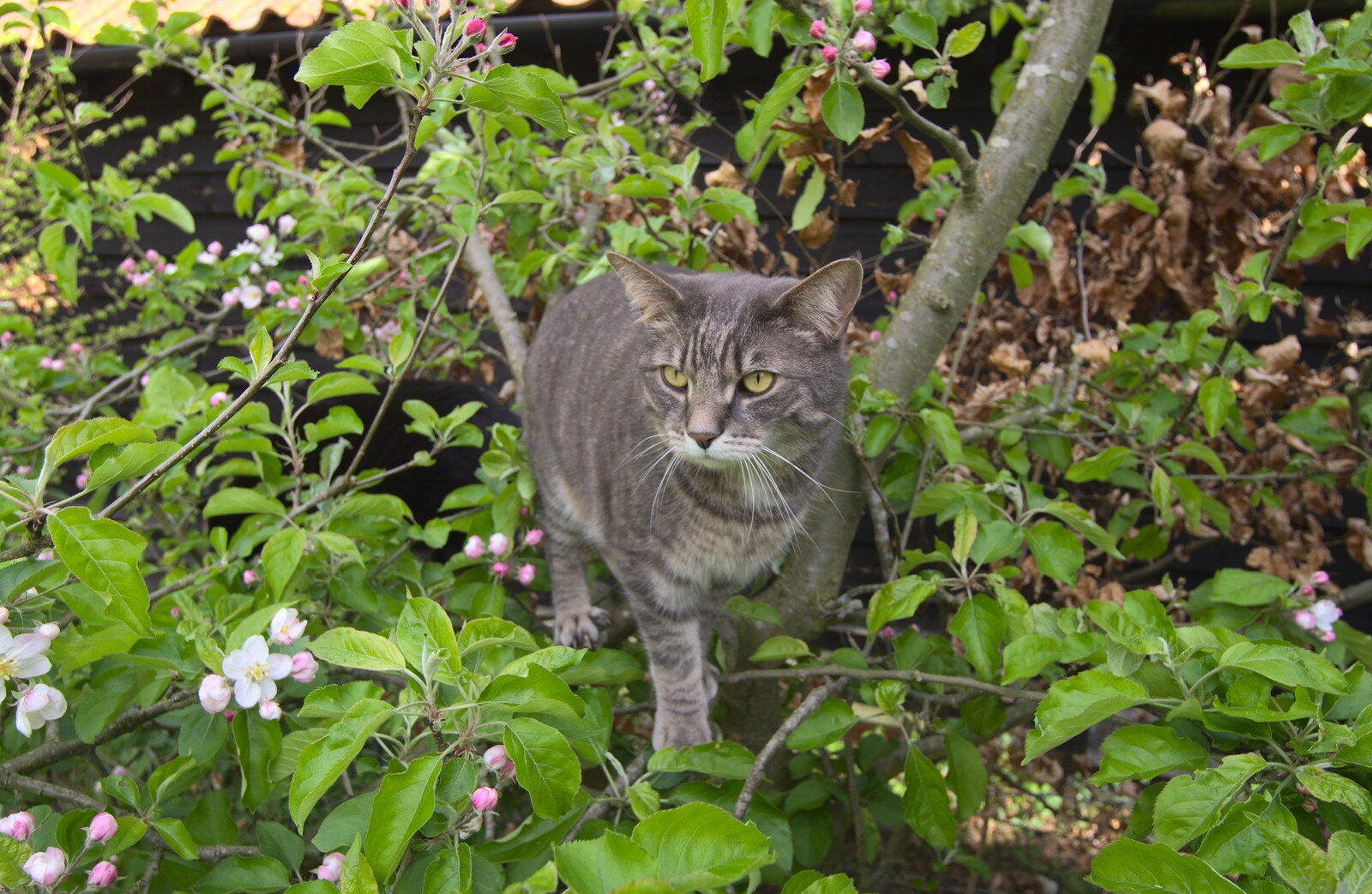 Back home, Boris - Stripey Cat - is up a tree from A Trip to Audley End House, Saffron Walden, Essex - 16th April 2014