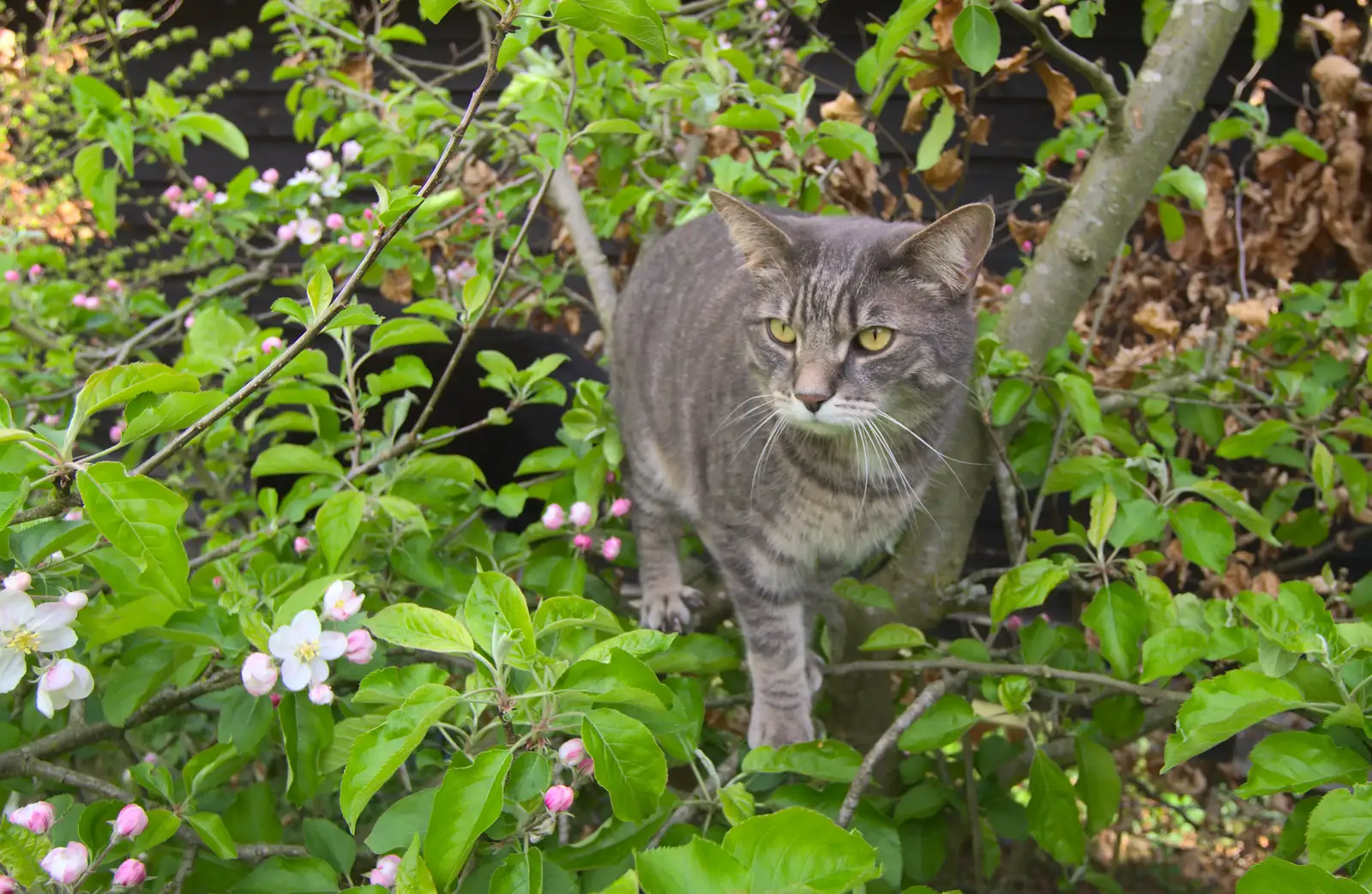 Back home, Boris - Stripey Cat - is up a tree, from A Trip to Audley End House, Saffron Walden, Essex - 16th April 2014