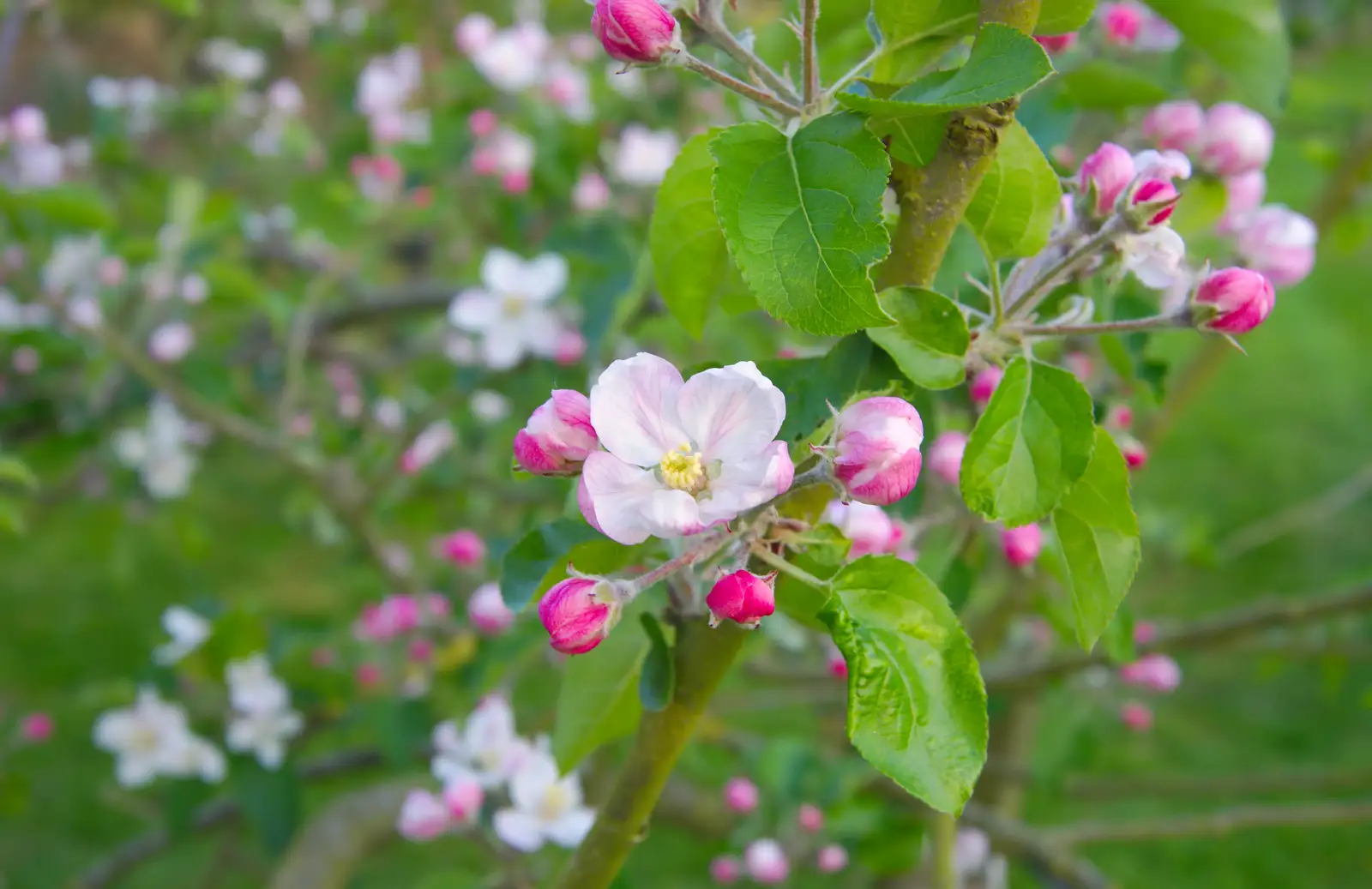 The apple blossom is out, from The BSCC at the Cross Keys, and a Building Catch Up, Brome and Redgrave, Suffolk - 24th April 2014