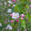 The apple blossom is out, The BSCC at the Cross Keys, and a Building Catch Up, Brome and Redgrave, Suffolk - 24th April 2014