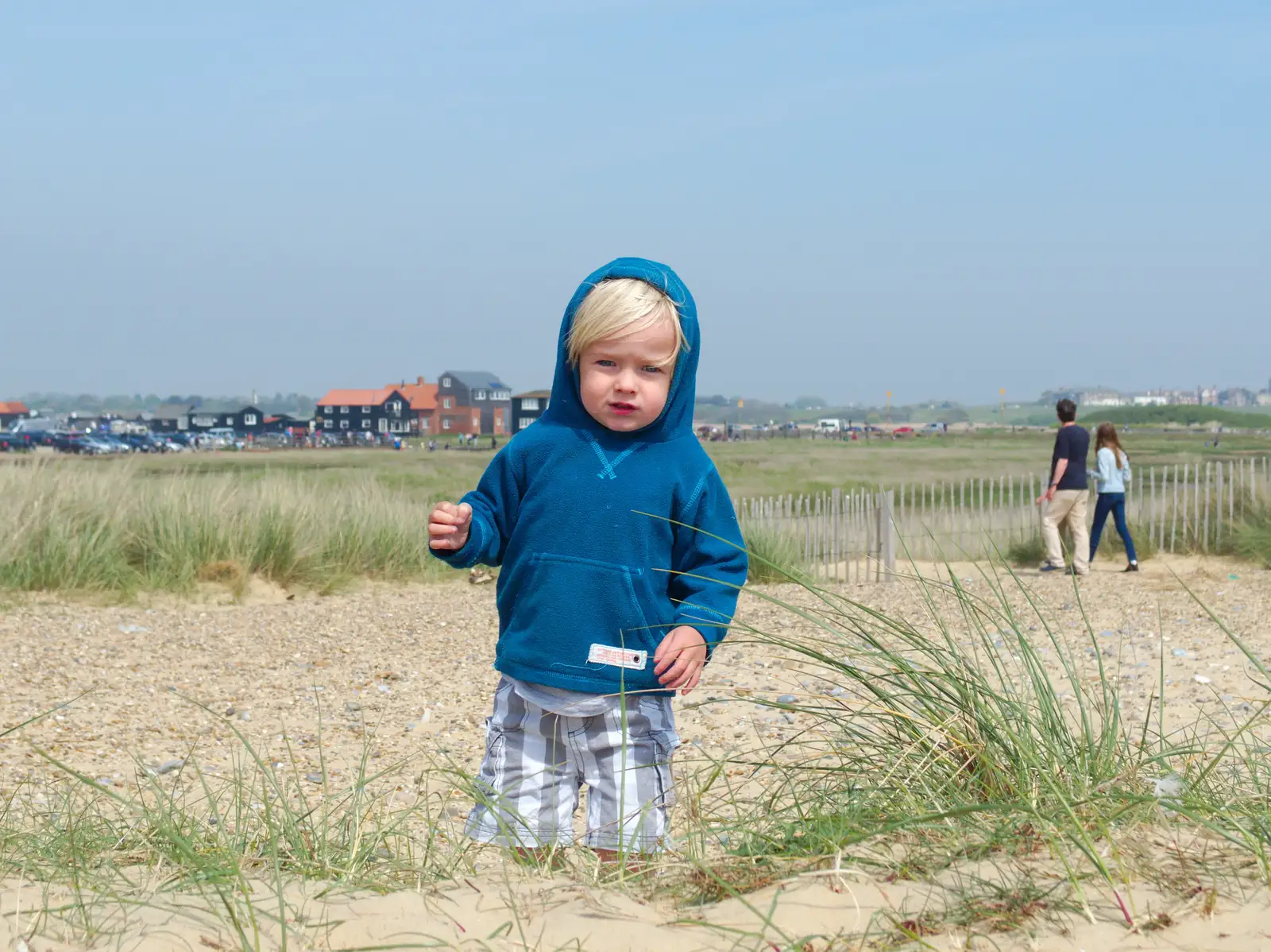 Harry roams around in the dunes, from Life's A Windy Beach, Walberswick, Suffolk - 5th May 2014