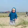 Harry roams around in the dunes, Life's A Windy Beach, Walberswick, Suffolk - 5th May 2014