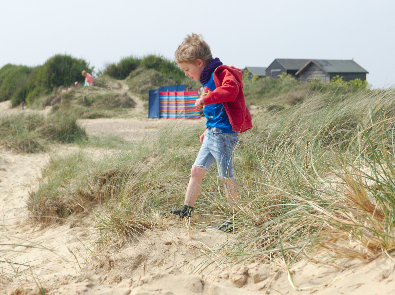 Fred in the dunes from Life's A Windy Beach, Walberswick, Suffolk - 5th May 2014