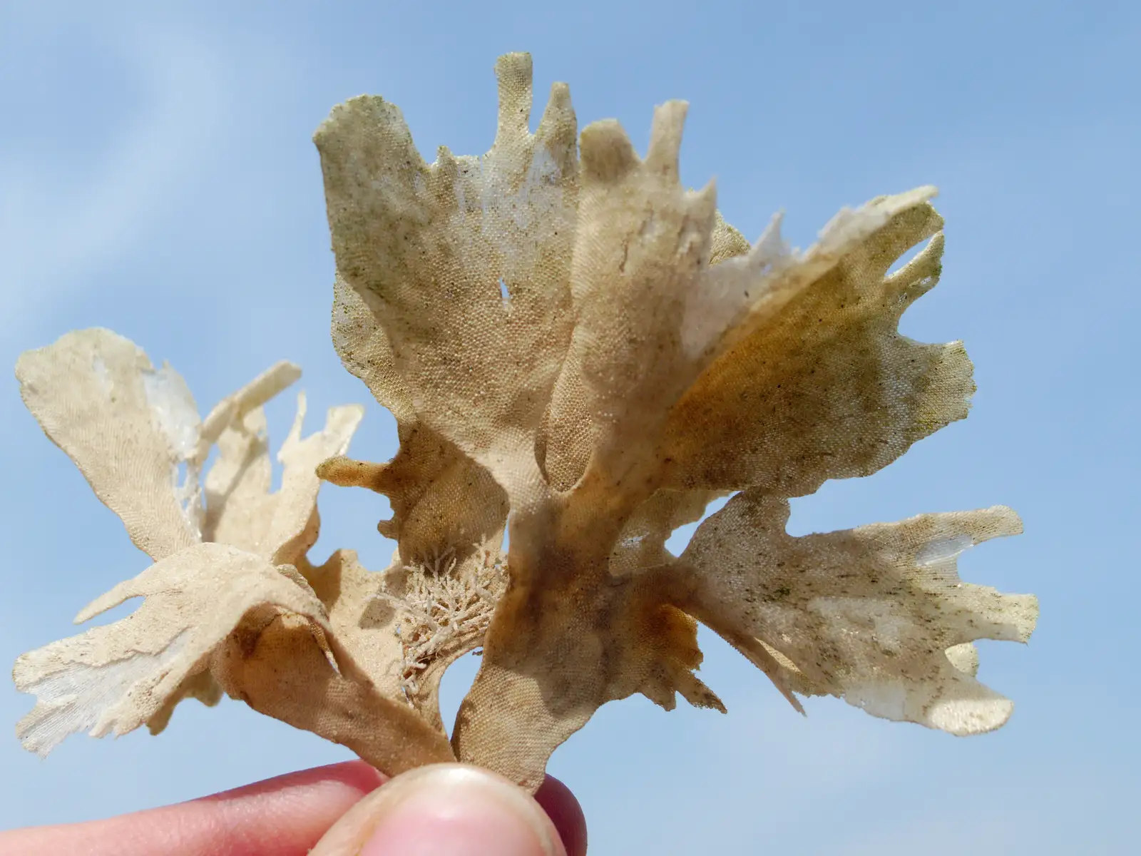 Fred finds some interesting dried seaweed, from Life's A Windy Beach, Walberswick, Suffolk - 5th May 2014