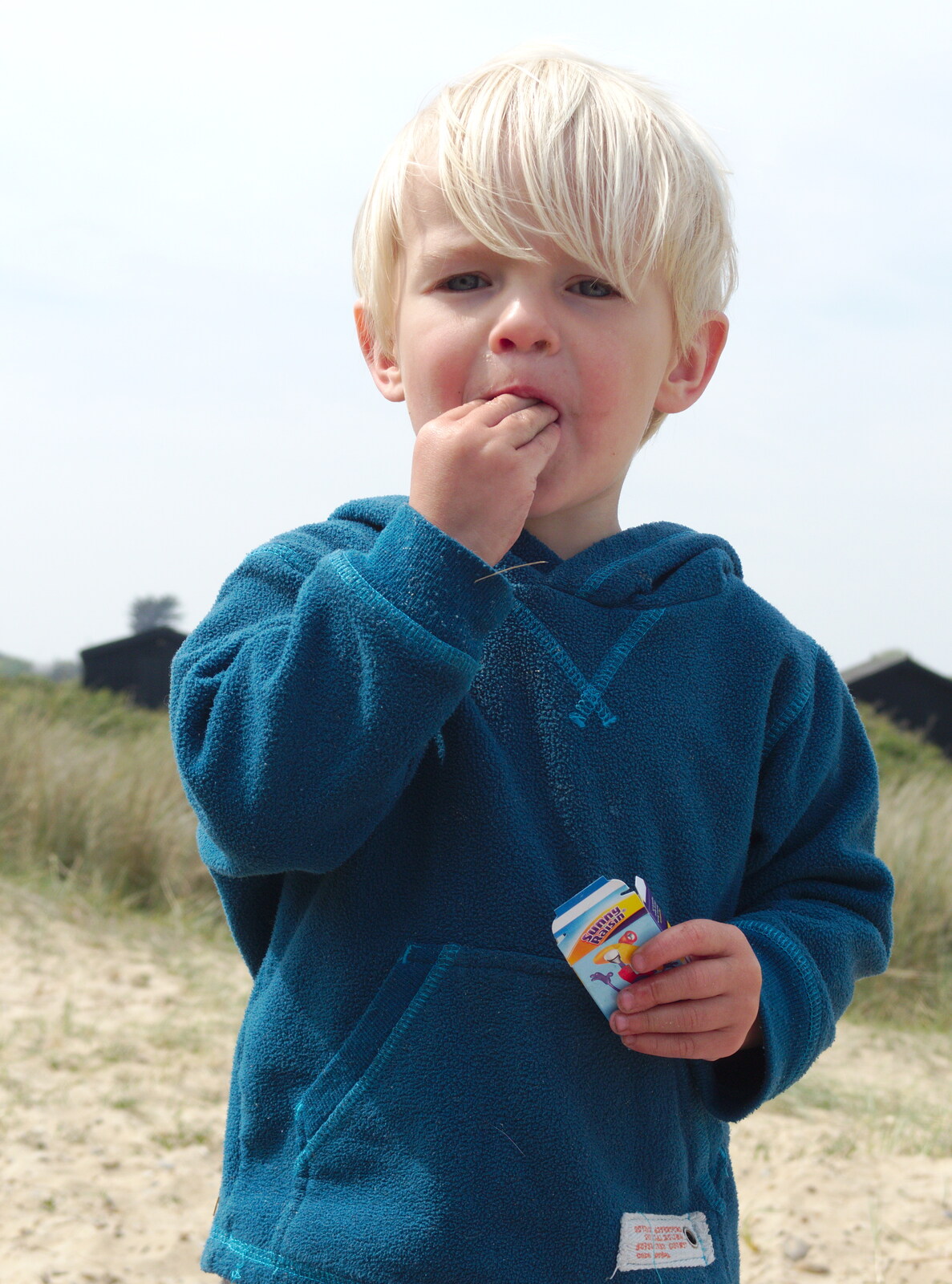 Harry eats raisins (and sand) from Life's A Windy Beach, Walberswick, Suffolk - 5th May 2014