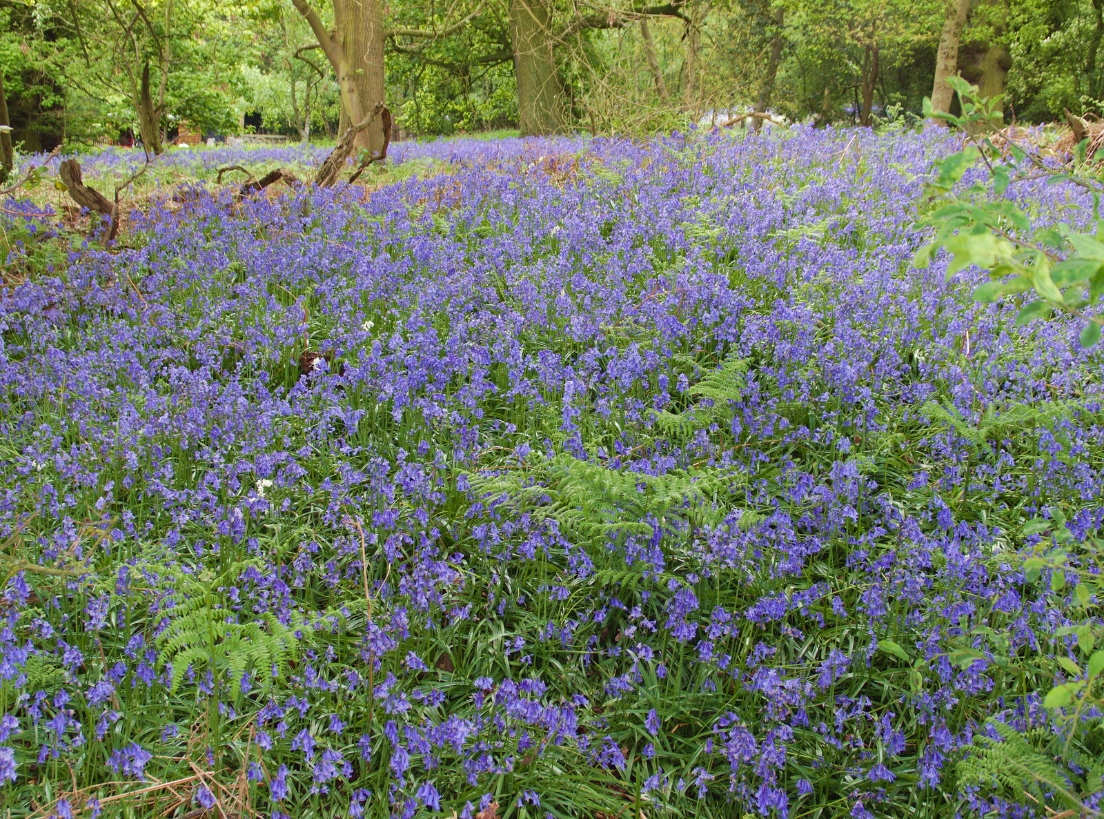 A lovely bluebell wood from A Return to Bedford: the BSCC Annual Weekend Away, Shefford, Bedfordshire - 10th May 2014