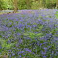 A lovely bluebell wood, A Return to Bedford: the BSCC Annual Weekend Away, Shefford, Bedfordshire - 10th May 2014
