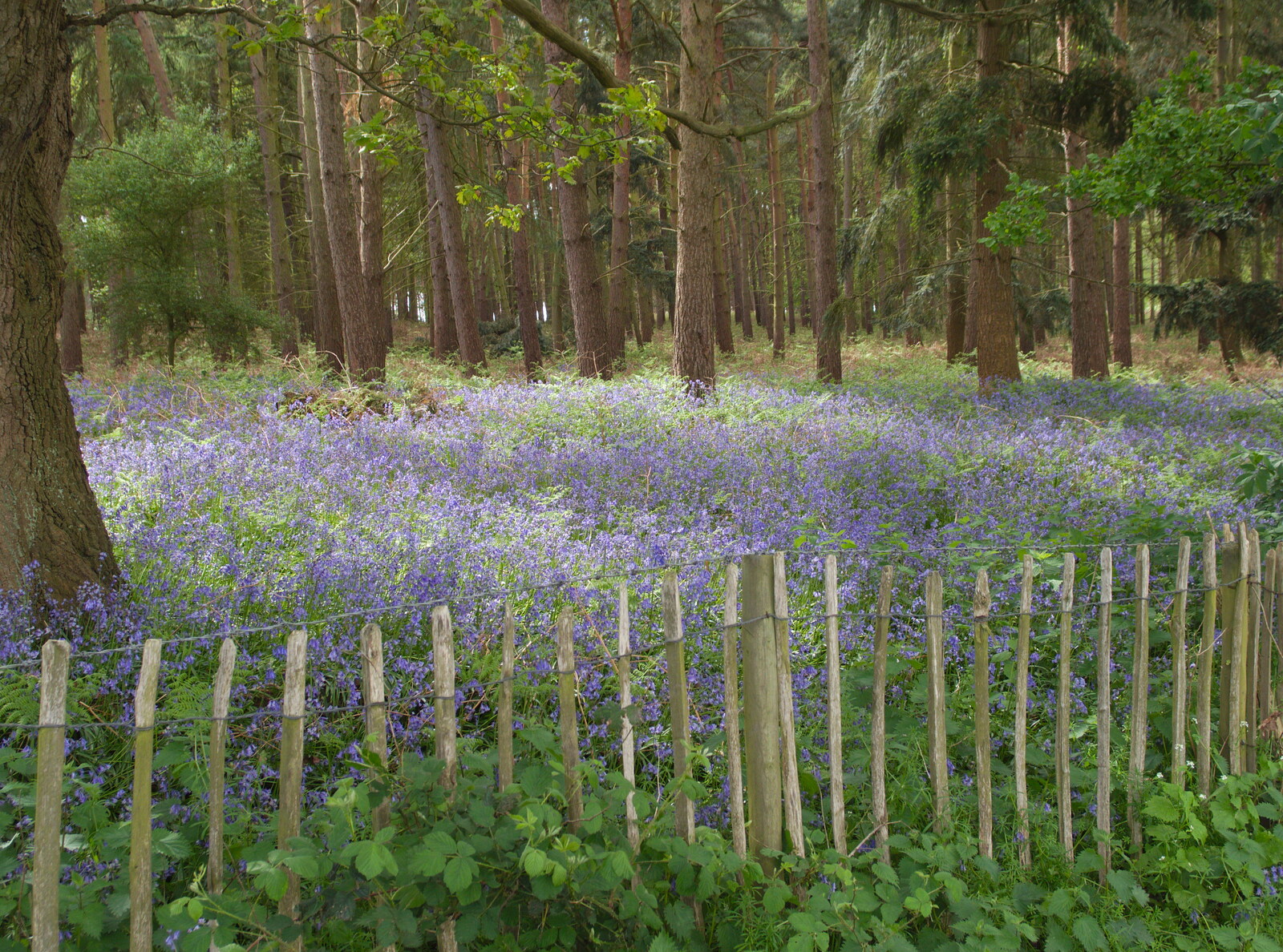 More bluebells from A Return to Bedford: the BSCC Annual Weekend Away, Shefford, Bedfordshire - 10th May 2014