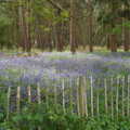 More bluebells, A Return to Bedford: the BSCC Annual Weekend Away, Shefford, Bedfordshire - 10th May 2014