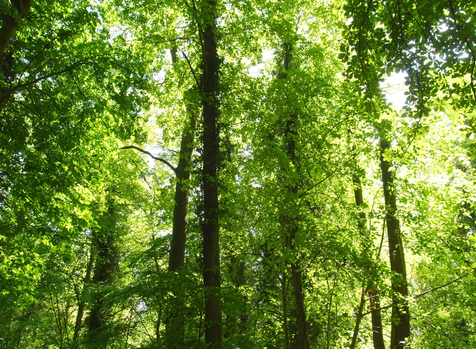 Verdant trees in Thornham woods, from Thornham Four Horseshoes, and the Oaksmere, Brome, Suffolk - 17th May 2014