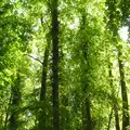 Verdant trees in Thornham woods, Thornham Four Horseshoes, and the Oaksmere, Brome, Suffolk - 17th May 2014